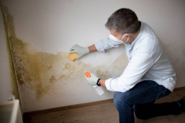 Best Real Estate Mold Inspection  in Leesburg, OH